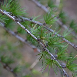 2015-07 Savoie/Jarrier/DSC_0031.JPG